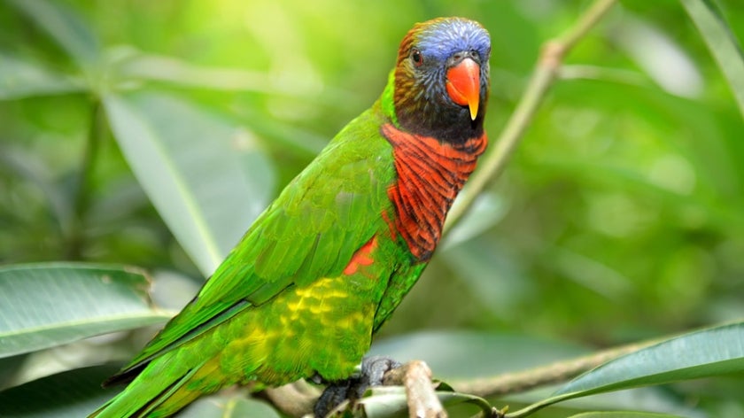 rainbow lorikeet sitting on a branch with green forested background