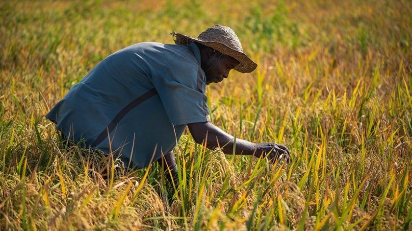 Rice and wheat farmer tending to his crop in Nigeria