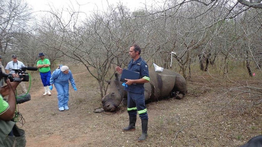 Group of people having a discussion in the forest near a poached rhino's corpse