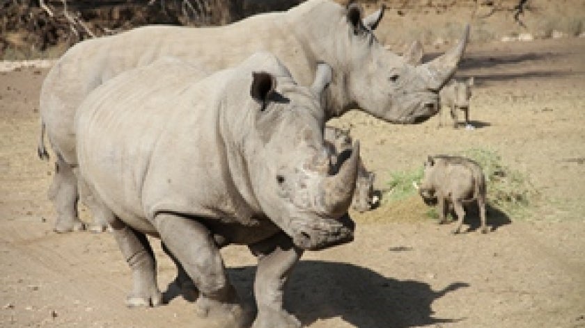 rhinos