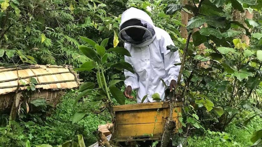 Beekeeper in Rwanda forest working on beehive