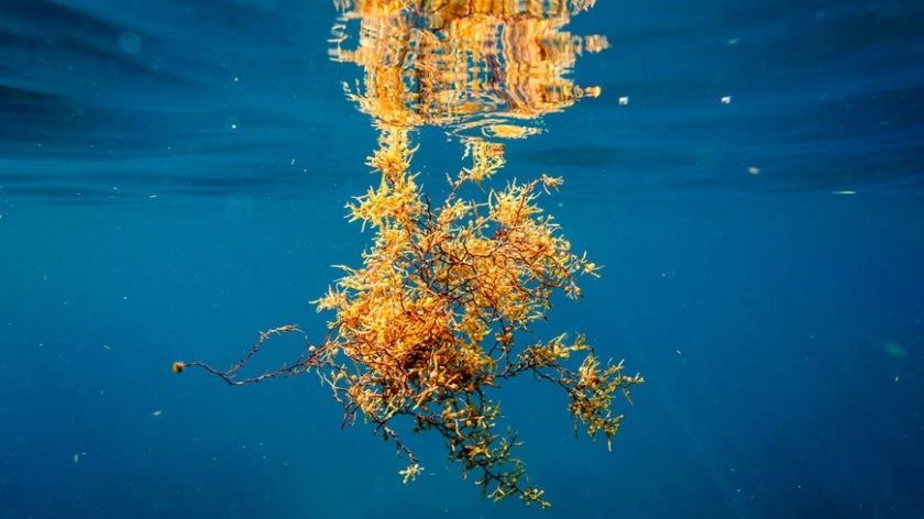 Sargassum seaweed floating in dark blue ocean water. 