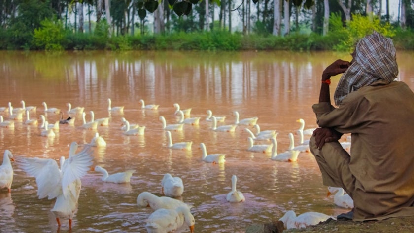 Man sits next to pond in India near ducks and looks out over water. 