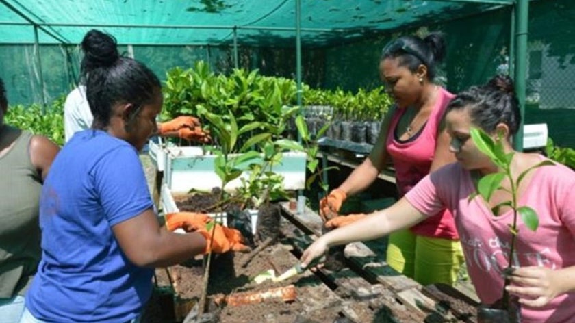 Workers participate in training on the preparation of young trees in a nursery setting