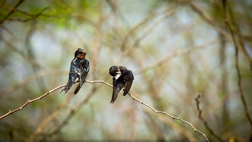 birds in Sri Lanka's Bundala National Park