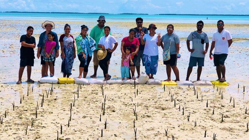 People standing behind newly-planted mangroves in Kiribati