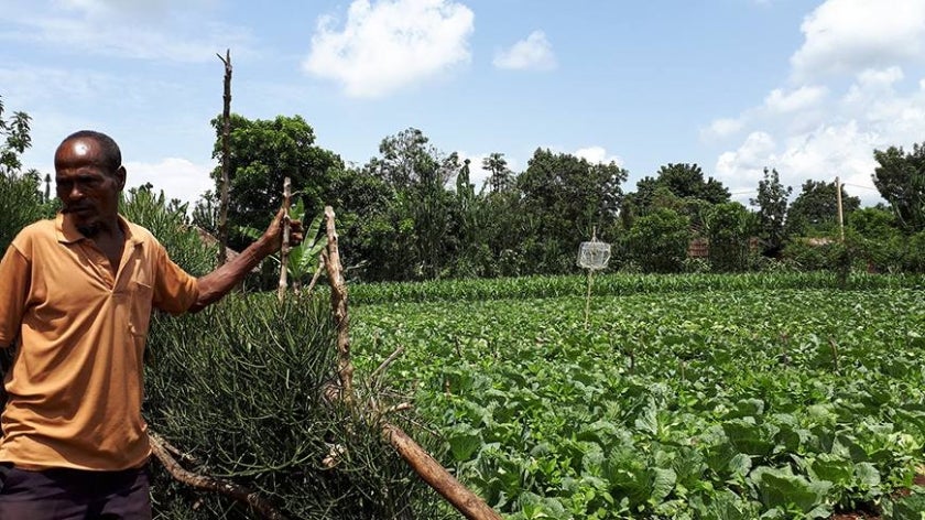 A farmer in Ethiopia stands next to one of his fields