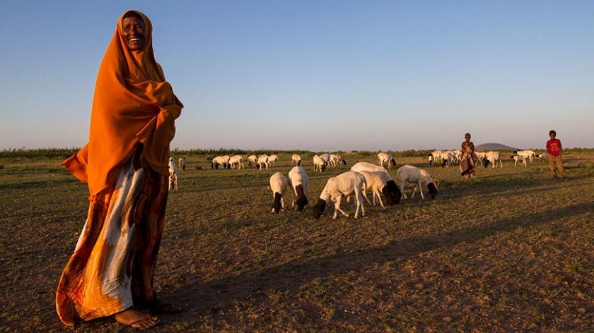 Ethiopian woman watching over sheep flock at sunset