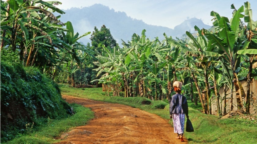 Woman walks to market through banana field in Uganda
