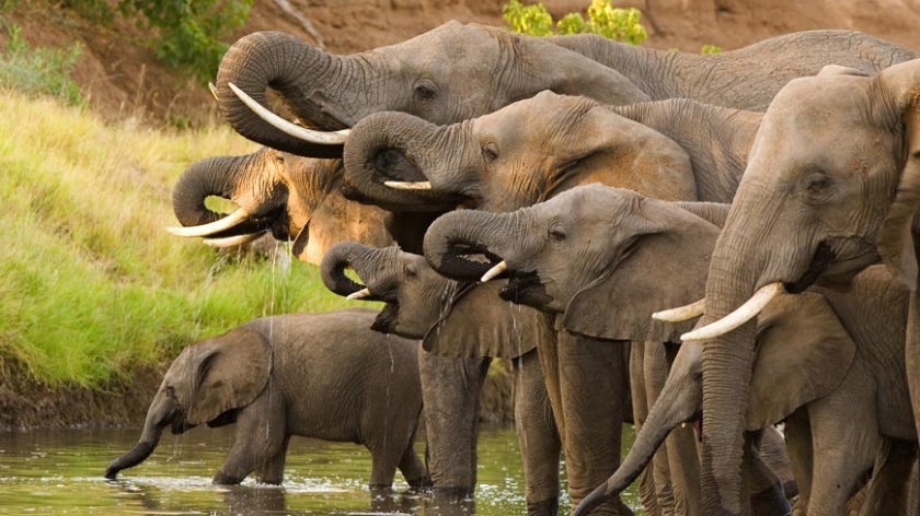 African elephant herd drinking together at watering hole. Photo: Villiers Steyn/Shutterstock.