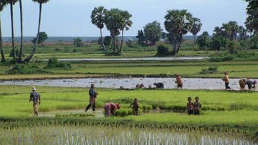 People work on rice field.