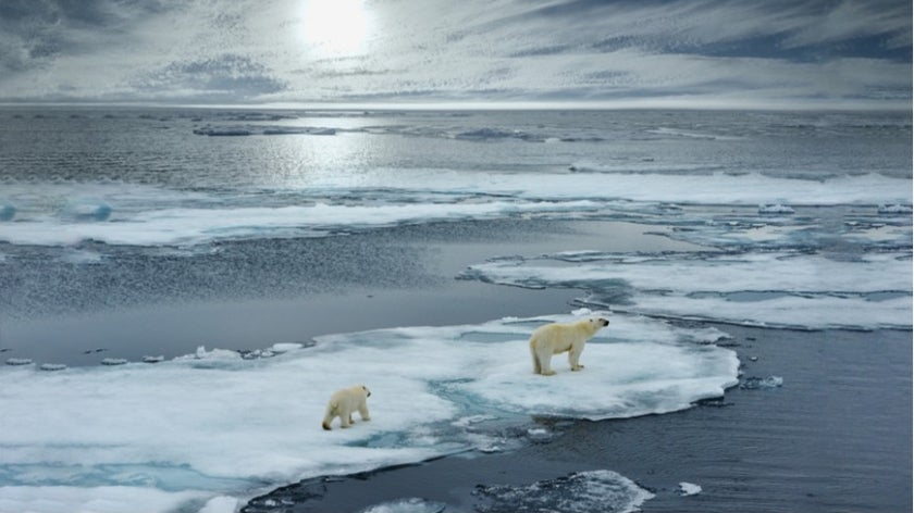 Polar bears on ice.