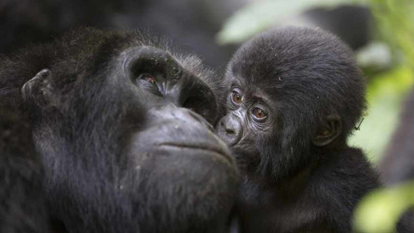 Baby gorilla and his mother