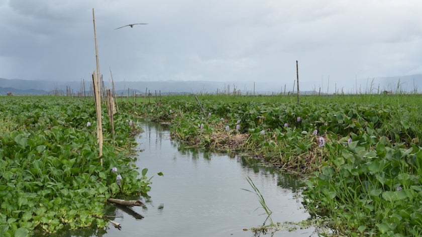 water hyacinth