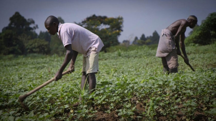 Men farming in Africa.