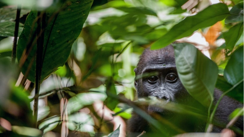 Congo Basin rainforest is a shared global asset that is critical to the planet’s health. And, like the increasingly rare great apes that inhabit it, this asset is in desperate need of protection. Photo: Sergey Uryadnikov/Shutterstock. 