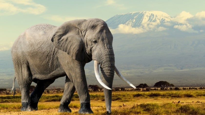 Elephant walking with mountain in background