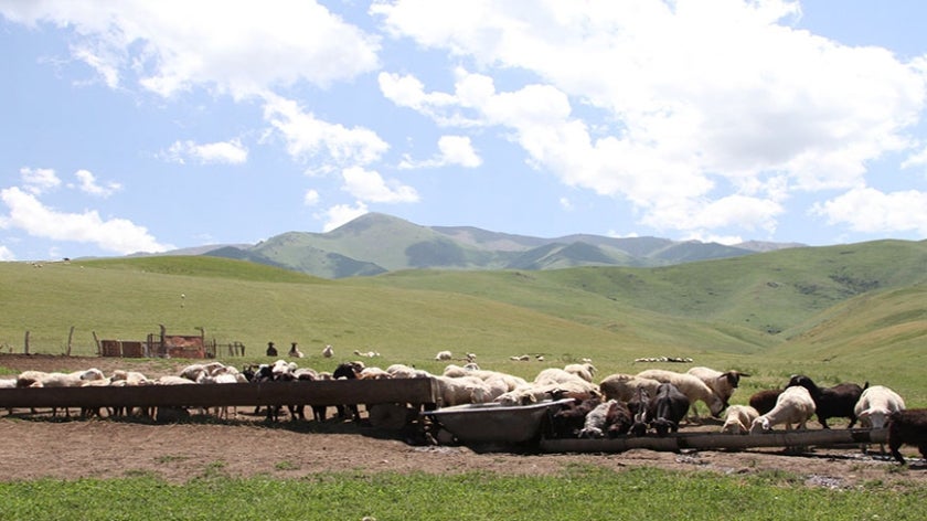 Pasture and cattle in the mountains near Almaty, Kazakhstan. The Dryland Sustainable Landscapes (DSL) Program will focus on three dryland regions, including the temperate grasslands, savannas, and shrublands of Central Asia. Photo: Patrizia Cocca/GEF