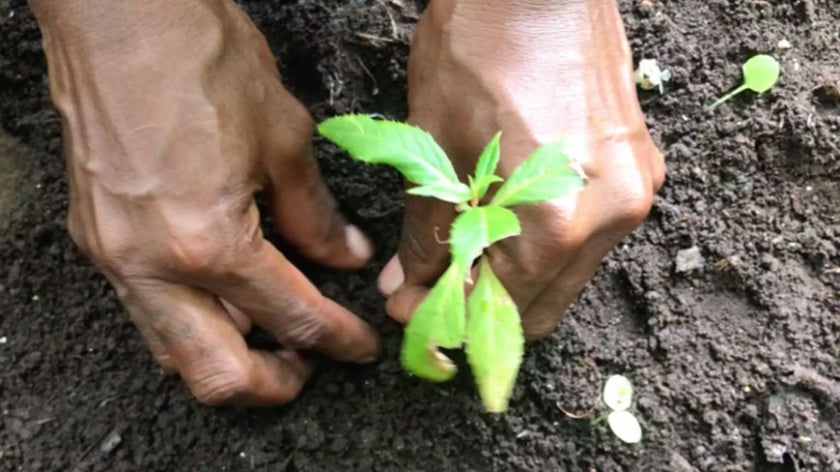 Hands planting an herb.
