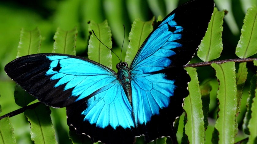 Blue swallowtail butterfly