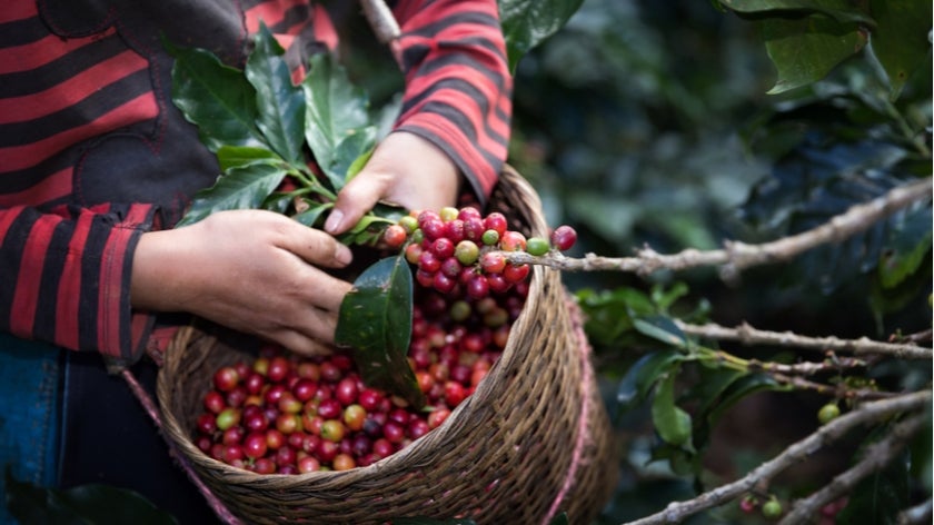 Worker harvesting coffee berries