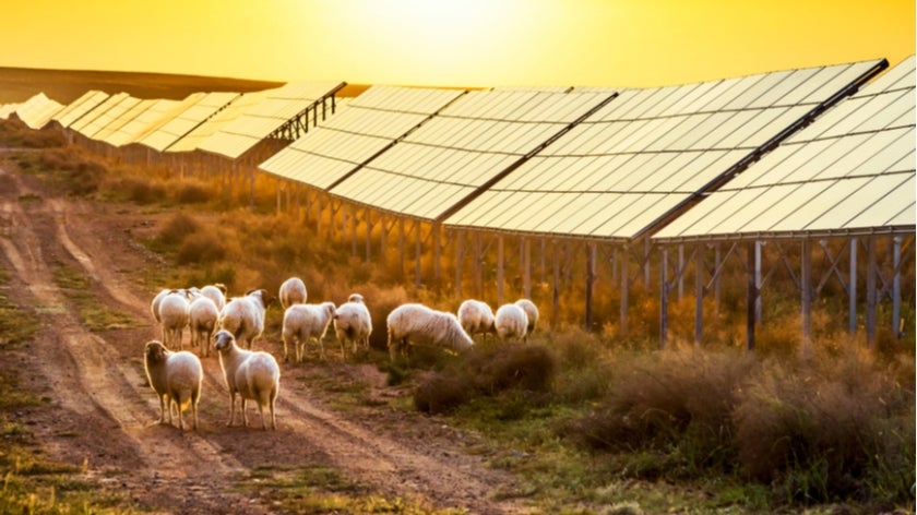 Flock of sheep pasturing under solar panels