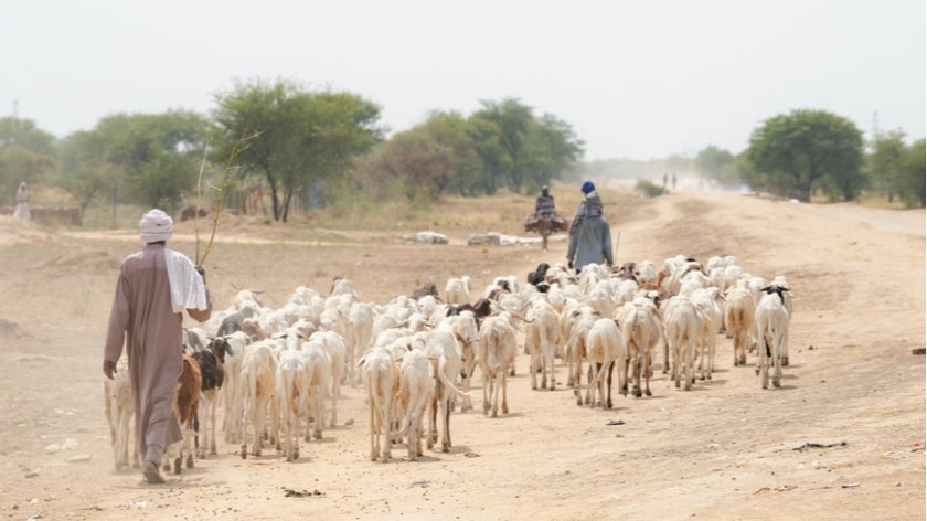 Sheep herder in Chad. Photo: mbrand85/Shutterstock 