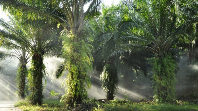 Palm oil plantation at sunrise