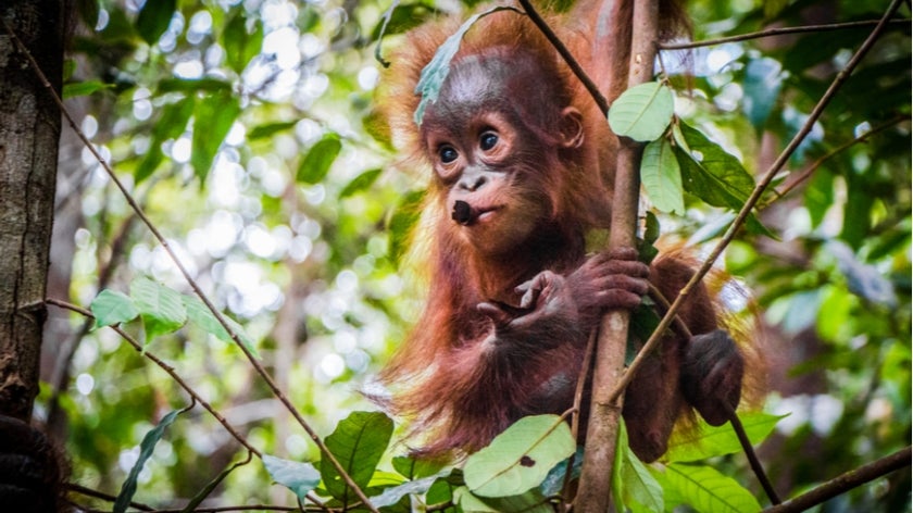 A baby orangutan hangs on a tree in Borneo