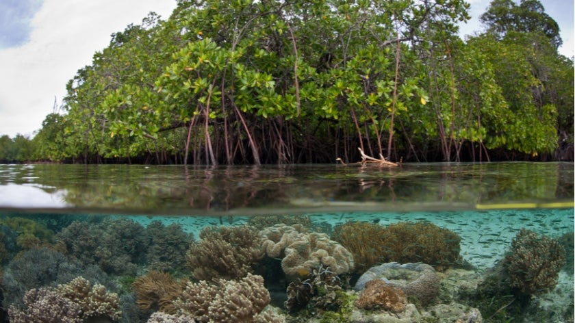 Mangrove forest underwater