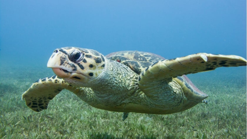 Hawksbill turtle swimming above seagrass