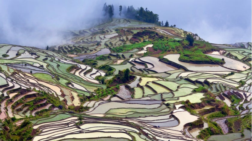Terraced rice fields, China. Photo: Zzvet/Shutterstock 