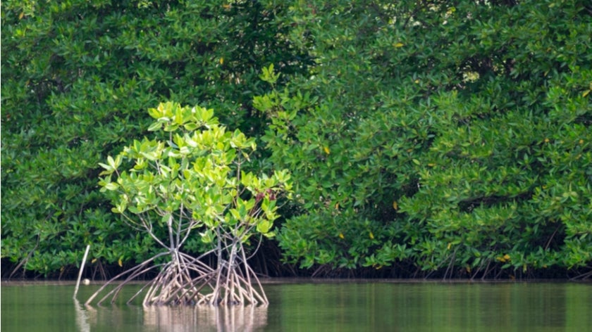 Mangrove forest with a small mangrove tree in foreground