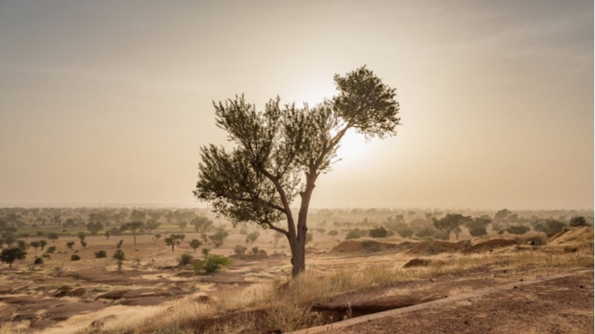 Tree in the Sahel desert
