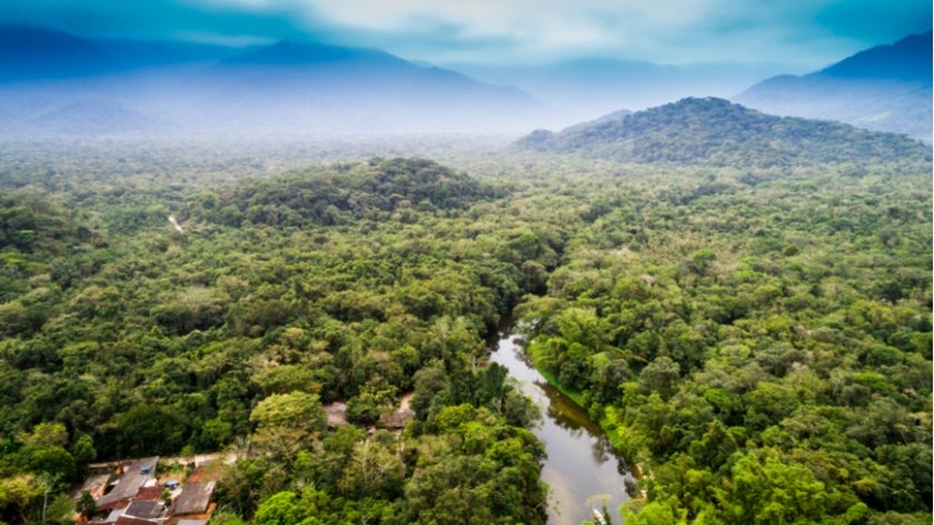 As a key global player in forest conservation, the GEF has been at the forefront of efforts to protect the most important forests in the world from degradation. Photo: Gustavo Fradao/Shutterstock.