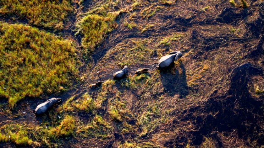 Aerial view of elephants in Botswana