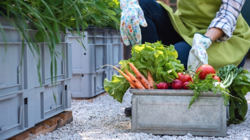 Basket of vegetables