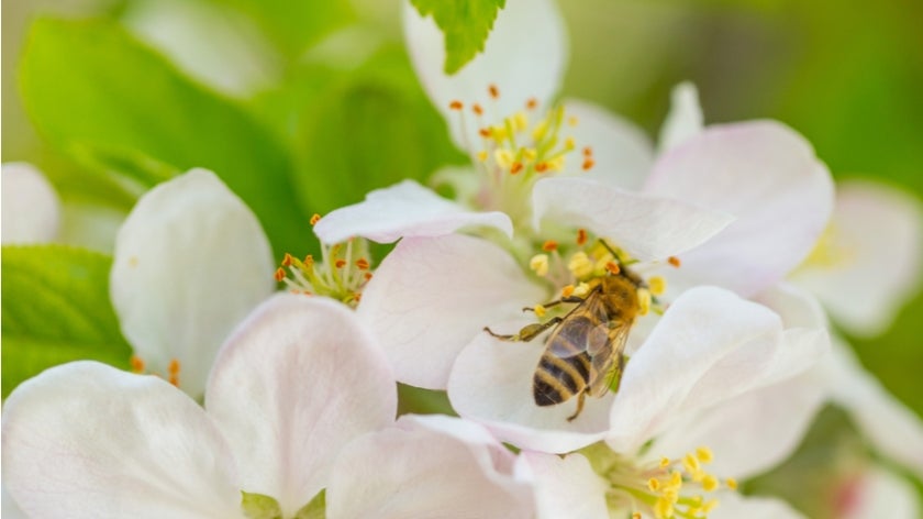Honey bee on a flower. Photo: Zoran Kompar Photography/Shutterstock.