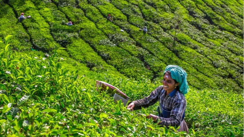 Women picking tea leaves in a tea plantation around Munnar, Kerala, India