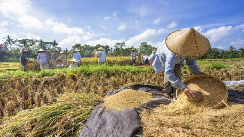 Indonesian farmers harvesting rice. Photo: happystock/Shutterstock.