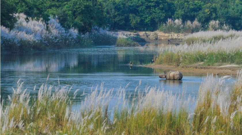 Rhinoceros in Bardia National Park, Nepal