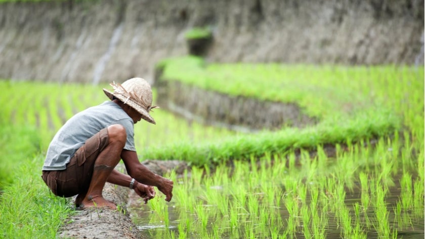 Unidentified man cultivating rice on August 15, 2014 in Bali, Indonesia. 