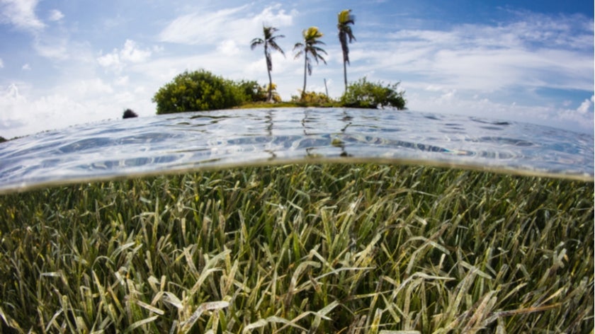 A shallow seagrass meadow surrounds a tropical island on the Mesoamerican barrier reef off the coast of Belize. Photo: Ethan Daniels/Shutterstock.