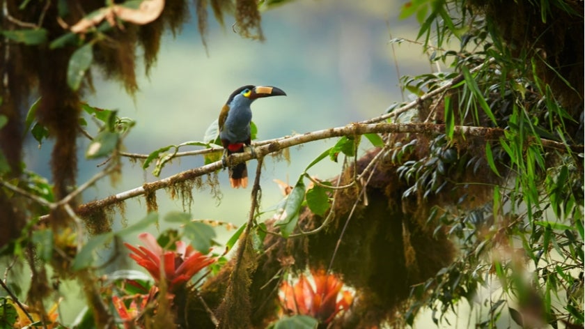 Plate-billed mountain toucan perched on mossy branch among bromeliad flowers in typical environment of cloud forest