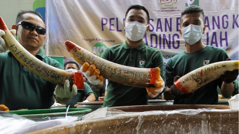 Staff at a government-run waste management facility outside Seremban, Malaysia arrange seized ivory tusks before destroying