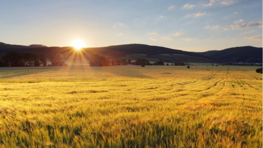 Wheat field with sun. Photo: TTstudio/Shutterstock.