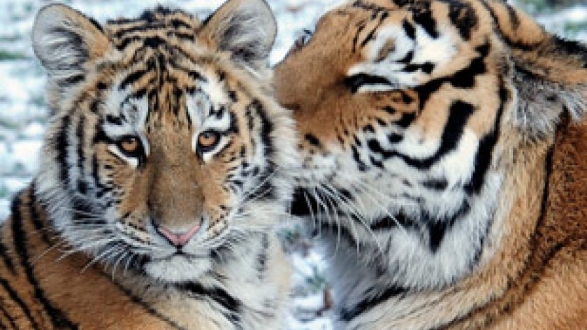 World Tiger Day: Threats To The Majestic Cat - Wildlife SOS
