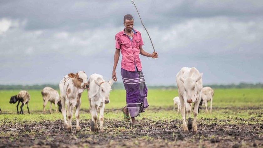 Shepherd with cattle in Kenya
