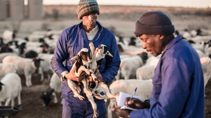 A new pilot initiative covering about 25,000 hectares and using shepherds, has succeeded in increasing production of rangeland lamb and beef while simultaneously restoring vegetation and fostering biodiversity. Photo: Jonathan Taylor/Landmark Foundation.