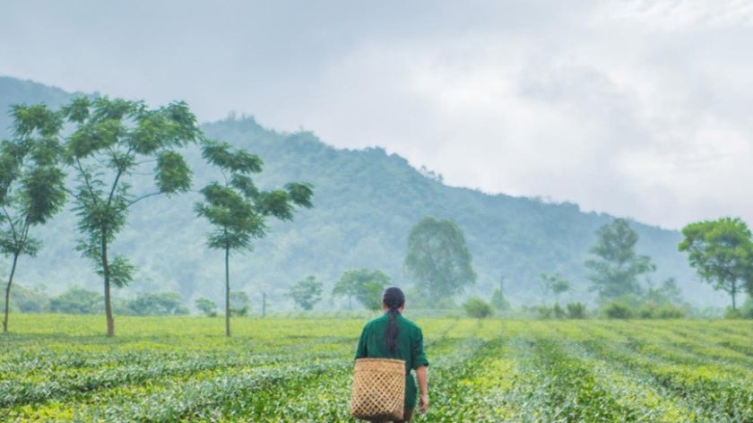 Woman walking through tea fields in Vietnam